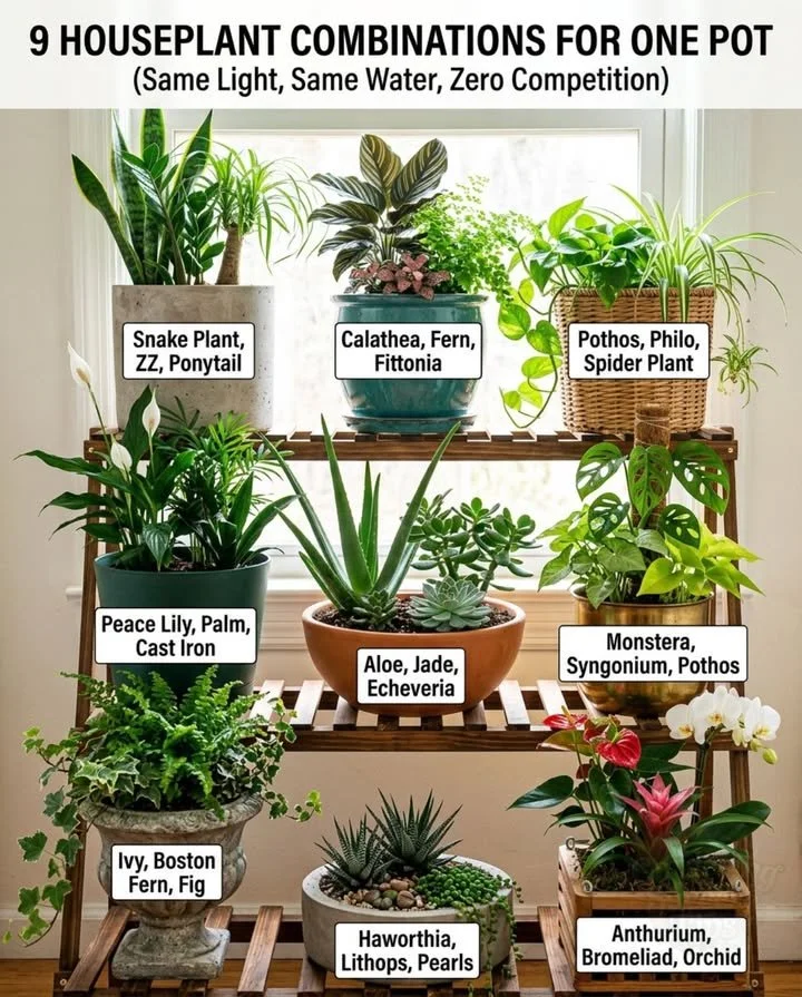 Beautiful houseplant arrangements showcasing matched plants and pots for home decor