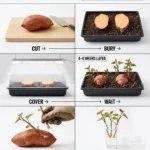 Grocery-store sweet potato used to grow multiple sweet potato plants at home.