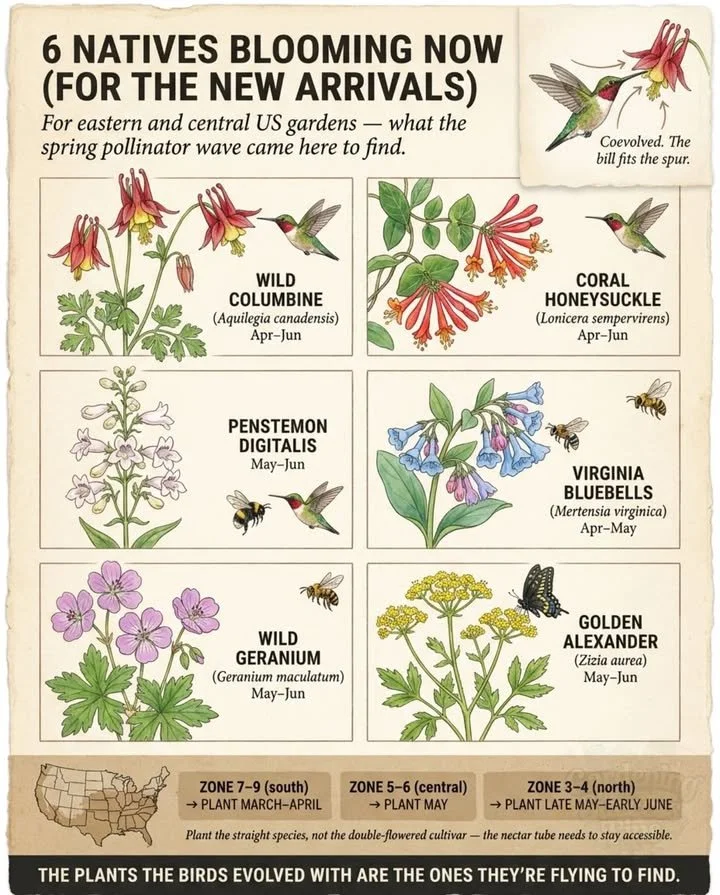 Wild Columbine and native perennials for attracting hummingbirds in gardens.
