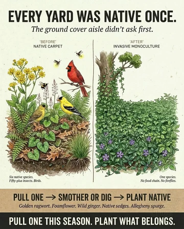 Low-Maintenance Ground Covers That Outcompete Native Plants 1 Colorful low-maintenance ground covers flourishing in a garden setting.