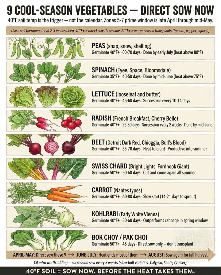 Nine cool-season vegetables for planting in cool soil