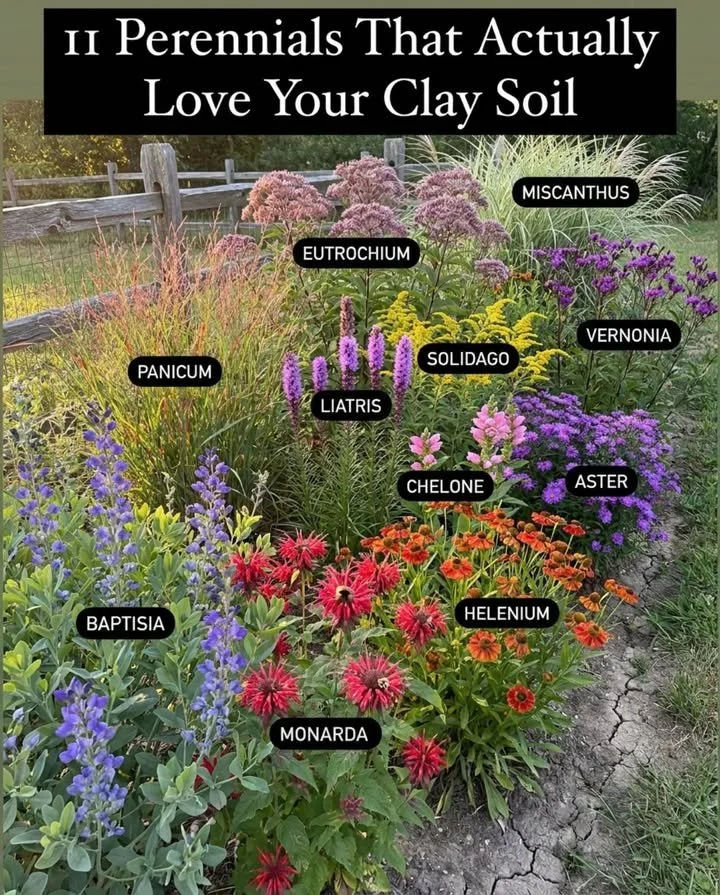 Vibrant perennials thriving in heavy clay soil garden