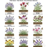 Colorful summer nectar plants that attract pollinators in a vibrant garden setting.