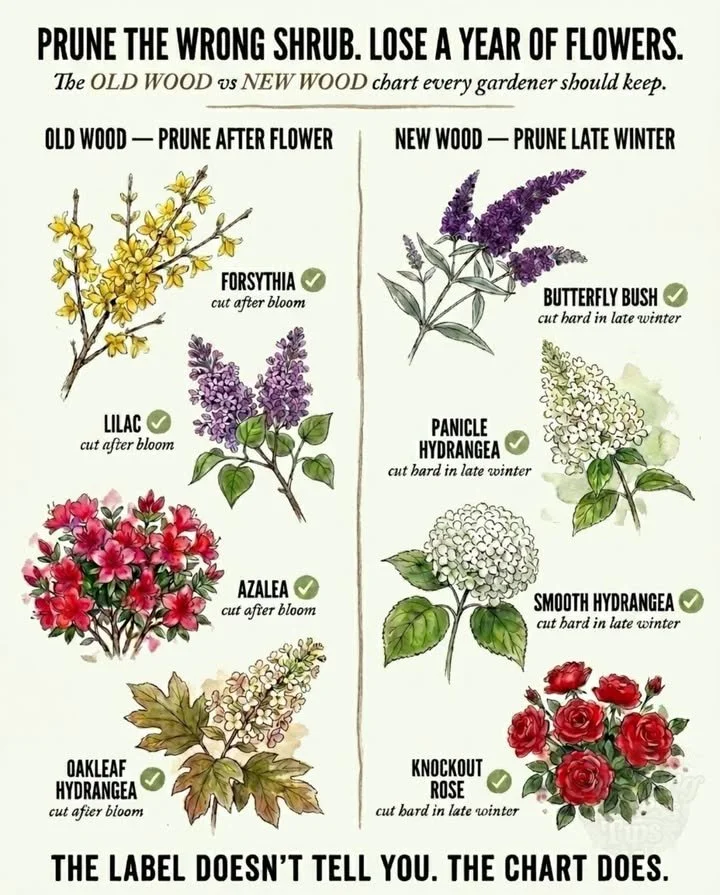 Pruning flowering shrubs with focus on last-year wood and this-year growth techniques.
