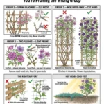 A gardener pruning clematis to promote healthy blooms and preserve buds.