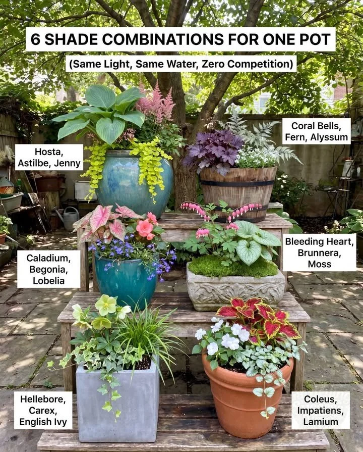 Shade Plants: Water Needs Vary in Planters 1 Various shade plants growing in planters with differing water needs.